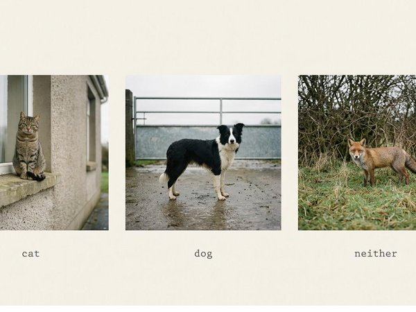 Three photographs side by side, each labelled with one word: cat, dog, neither.