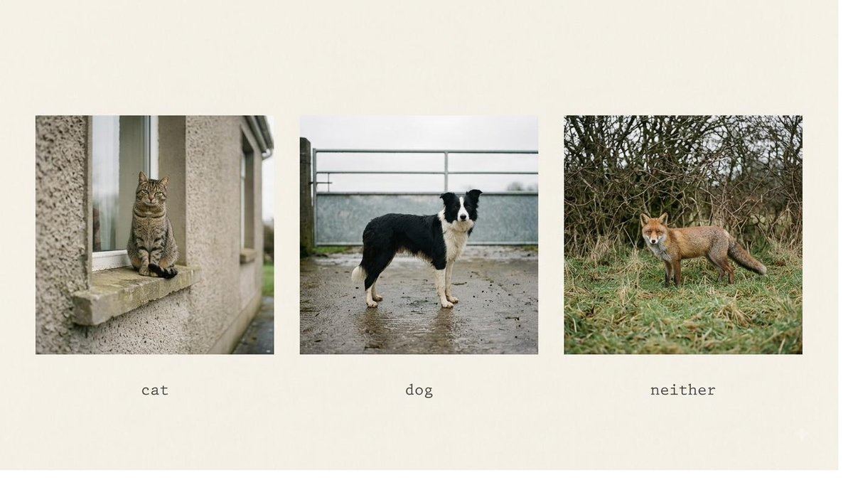 Three photographs side by side, each labelled with one word: cat, dog, neither.